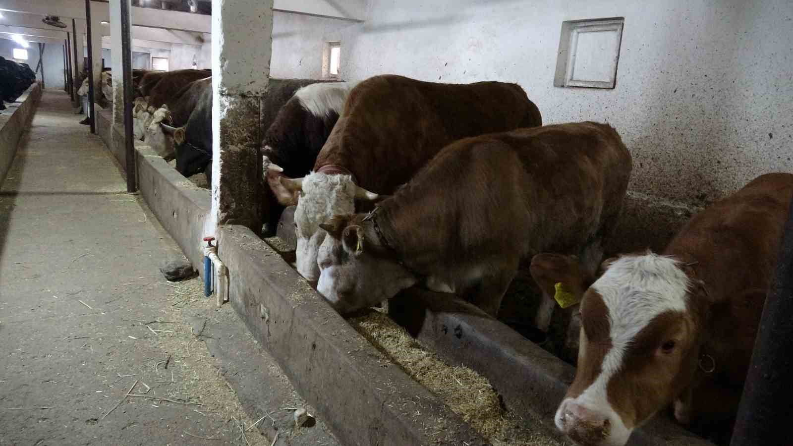 malatya kirmizi et uretiminde turkiyenin lokomotif illerinden biri 3 BJkukea4