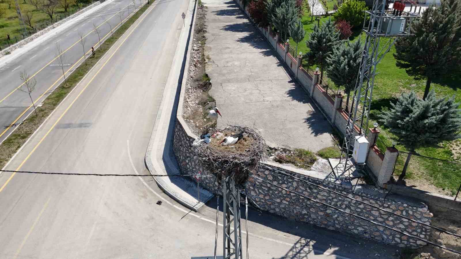 malatyada baharin mujdecisi leylekler yuvalarina donuyor 5 acvw6NWf