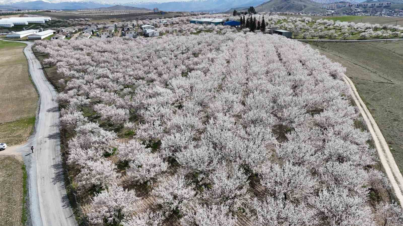 malatyada cicek acan kayisi bahceleri havadan goruntulendi 1 DknOMJeW