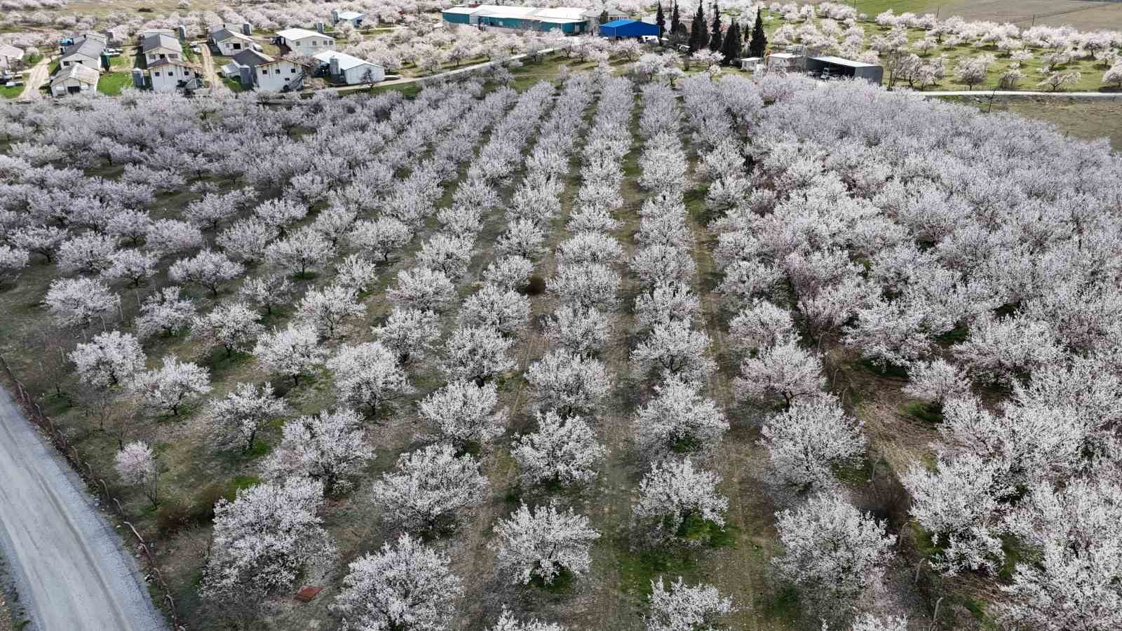 malatyada cicek acan kayisi bahceleri havadan goruntulendi 4 6WNPV71m