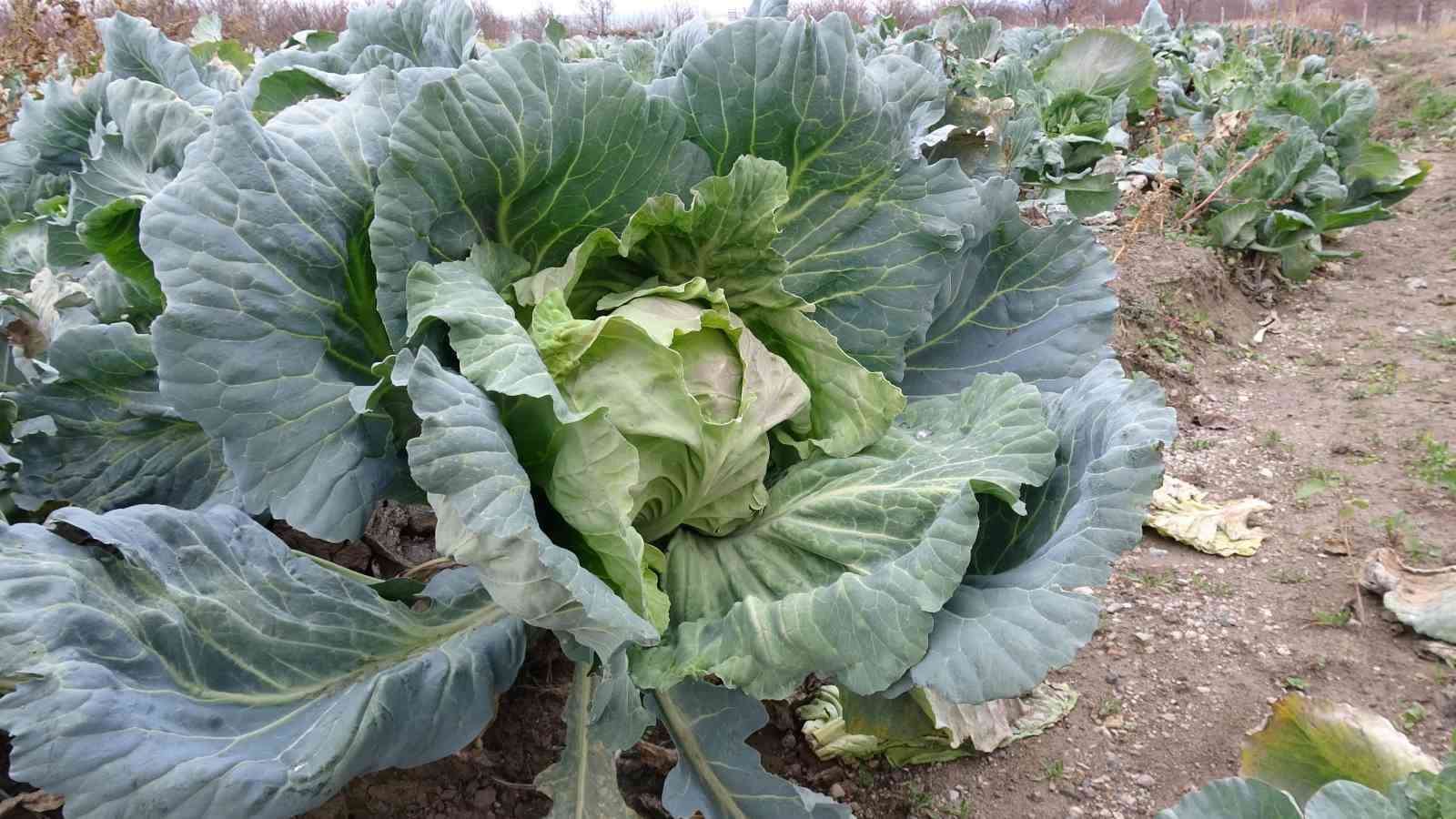 malatyada ciftciler alternatif urunlerle zararlarini telafi ediyor 5 6AkTpvch