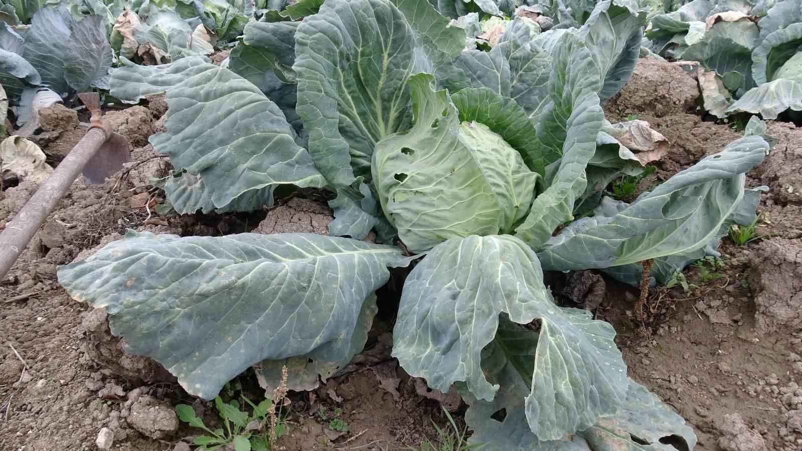 malatyada ciftciler alternatif urunlerle zararlarini telafi ediyor 6 mCJVNnDC