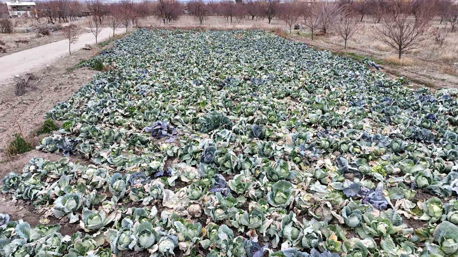 malatyada ciftciler alternatif urunlerle zararlarini telefi ediyor 3 TdDqlSr8