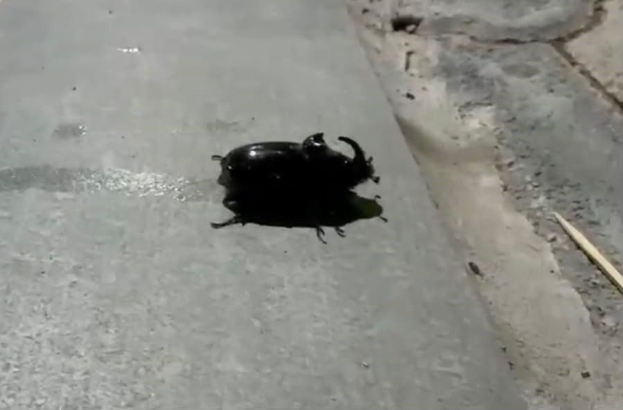 malatyada dunyanin en guclu bocegi goruldu 3