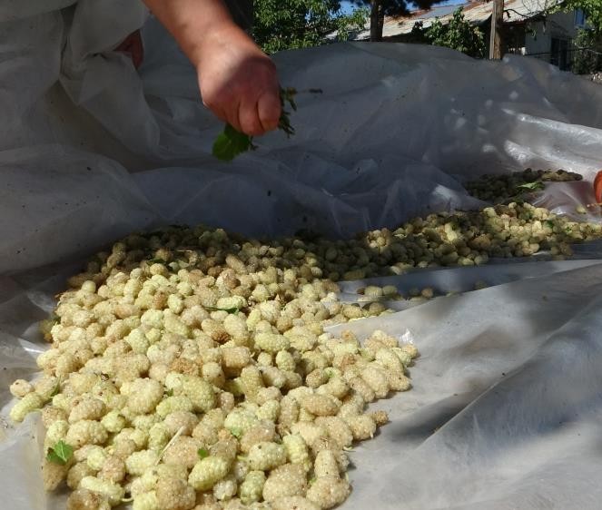 Malatya’da geleneksel yöntemlerle üretilen dut pekmezi Türkiye’nin dört bir yanına gönderiliyor 5 malatyada geleneksel yontemlerle uretilen dut pekmezi turkiyenin dort bir yanina gonderiliyor 1 Zjccu7MI