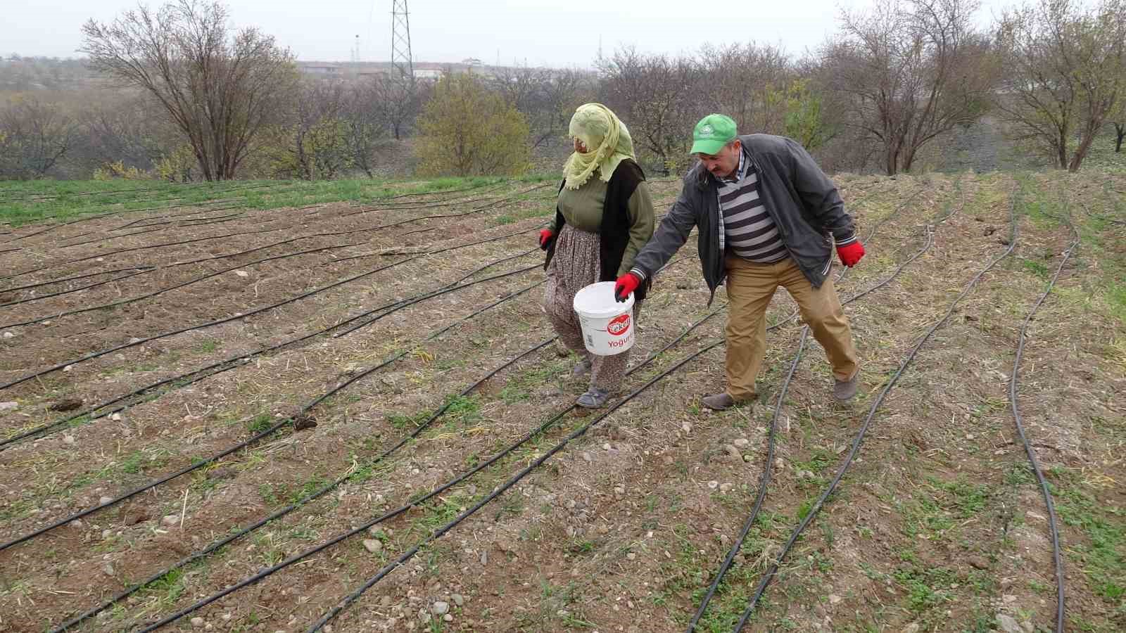malatyada grami 600 tl olan safran yok satiyor 1 NpqjJXV5