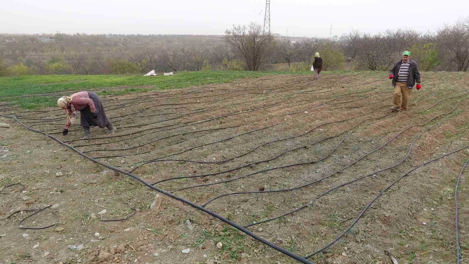 malatyada grami 600 tl olan safran yok satiyor 2 bJL6BWkG