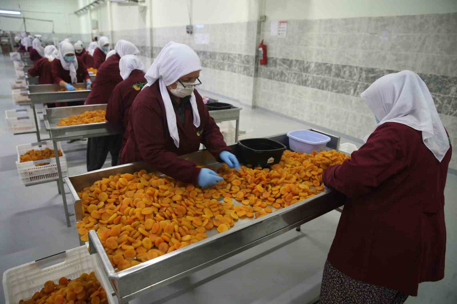 malatyada kayisi ihracati mart ayinda 20 milyon dolari asti 1 IzeumjQQ