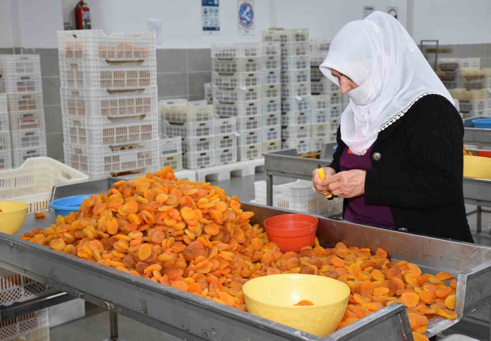 malatyada kayisi ihracati mart ayinda 20 milyon dolari asti 2 eAgjnimF