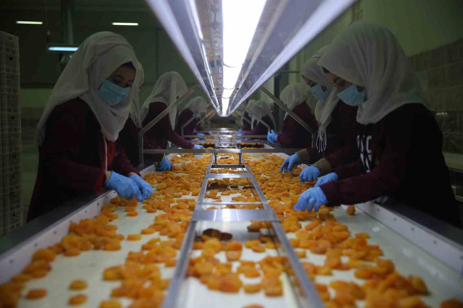 malatyada kayisi ihracati mart ayinda 20 milyon dolari asti 3 CQfkC1Xn