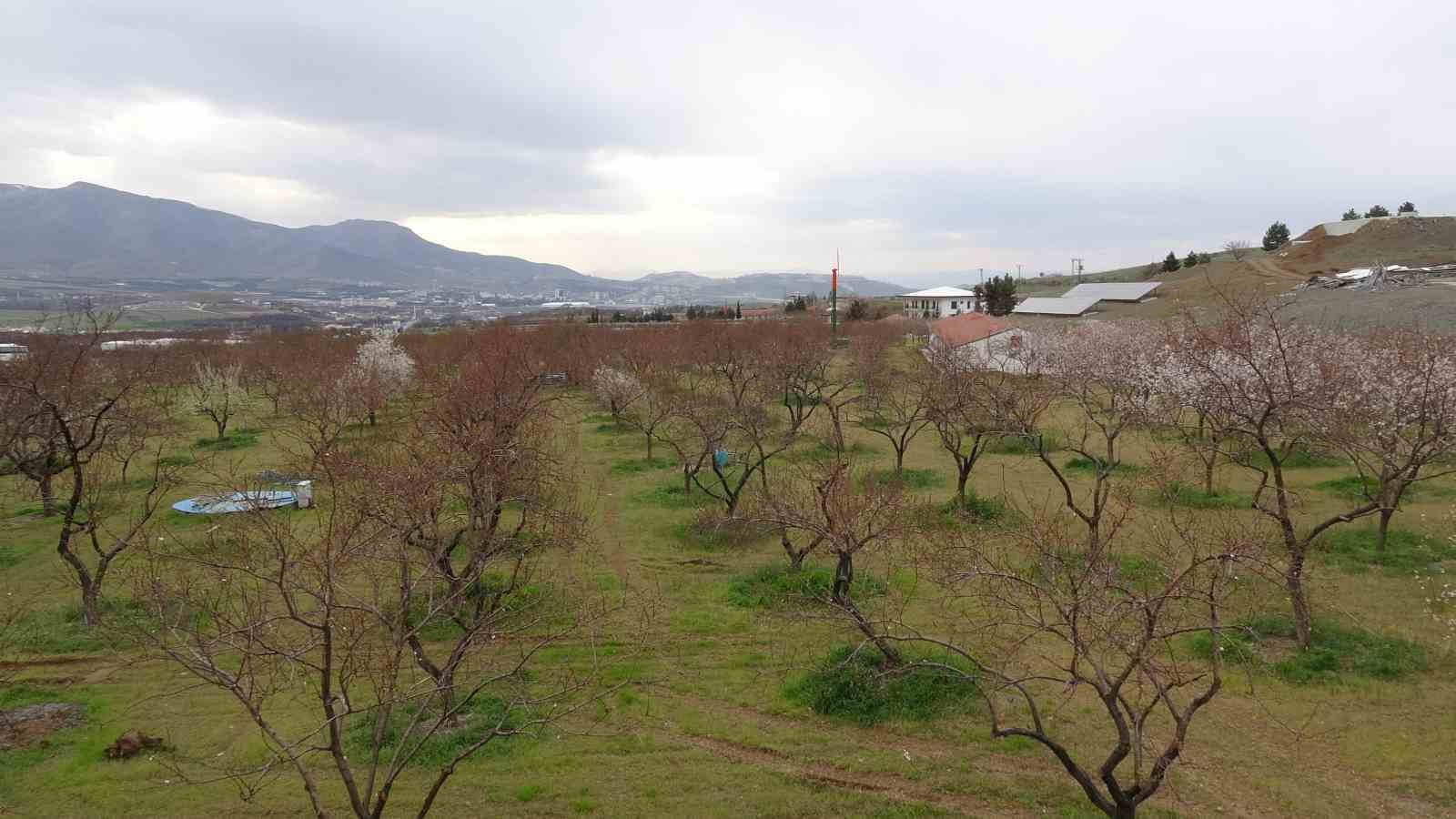 malatyada kayisi ureticileri zirai dona karsi onlem aliyor 2 CnNitOWa