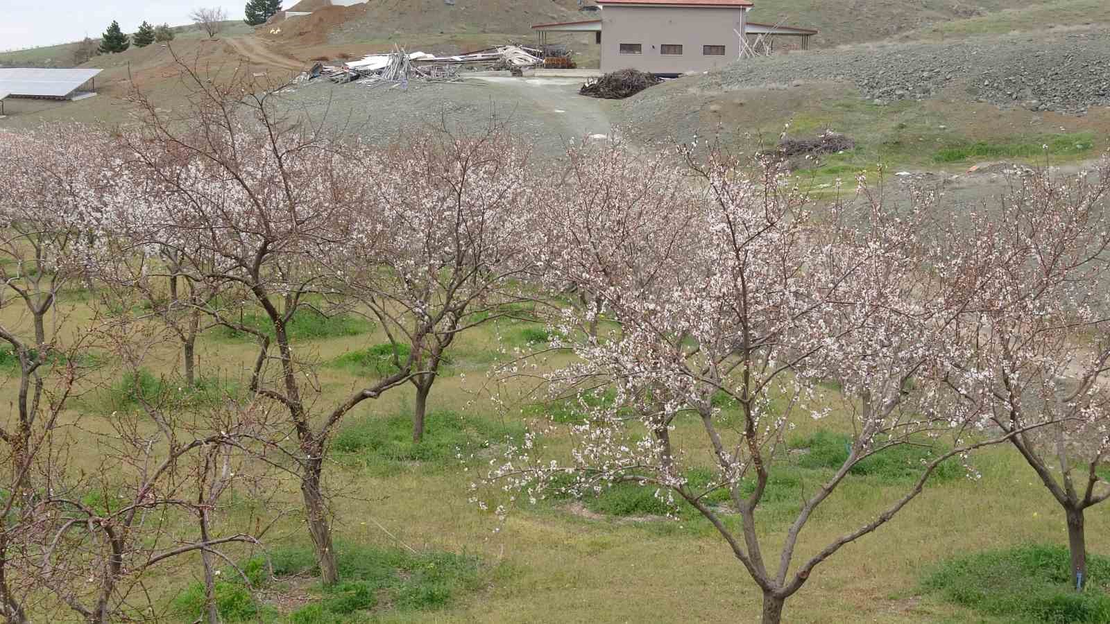 malatyada kayisi ureticileri zirai dona karsi onlem aliyor 3 d86RRByn