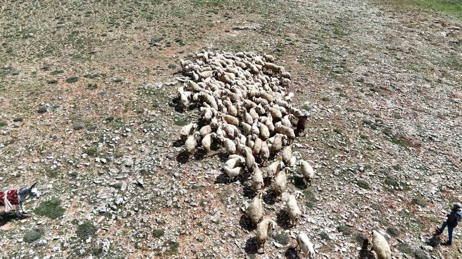 malatyada kucukbas hayvanlar meralarla bulustu 0 58CrSSmz