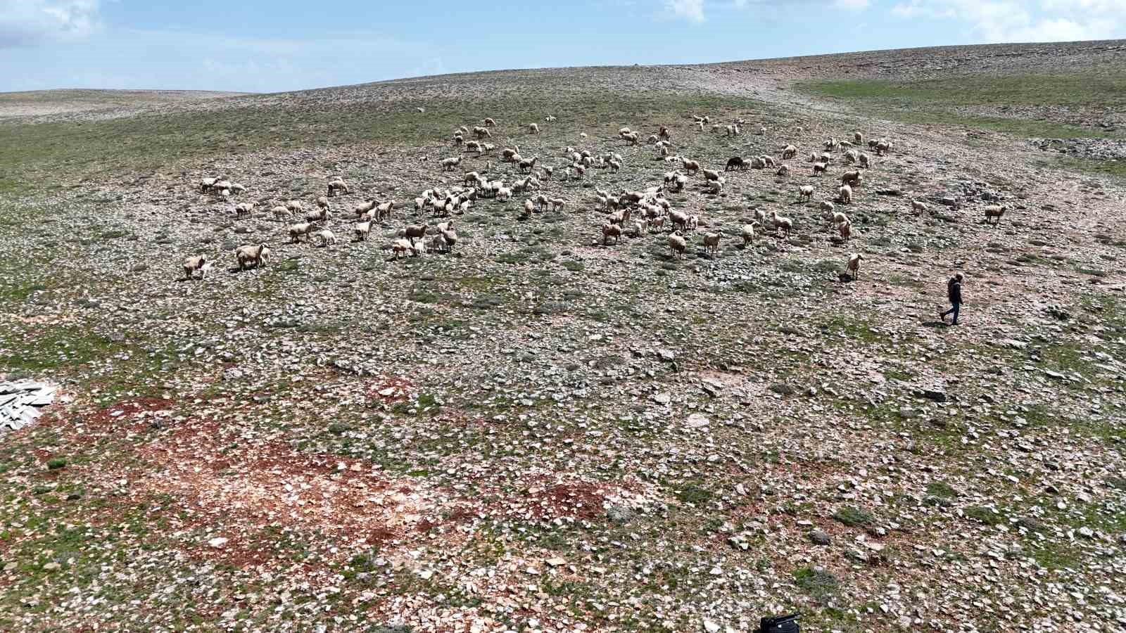 malatyada kucukbas hayvanlar meralarla bulustu 1 scXNLUvE