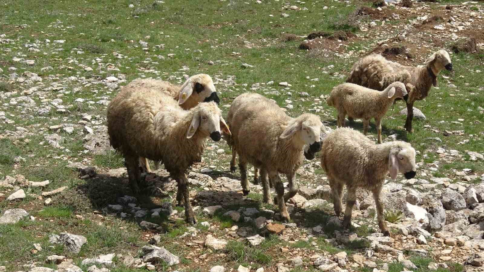malatyada kucukbas hayvanlar meralarla bulustu 3 k8KHk1aC