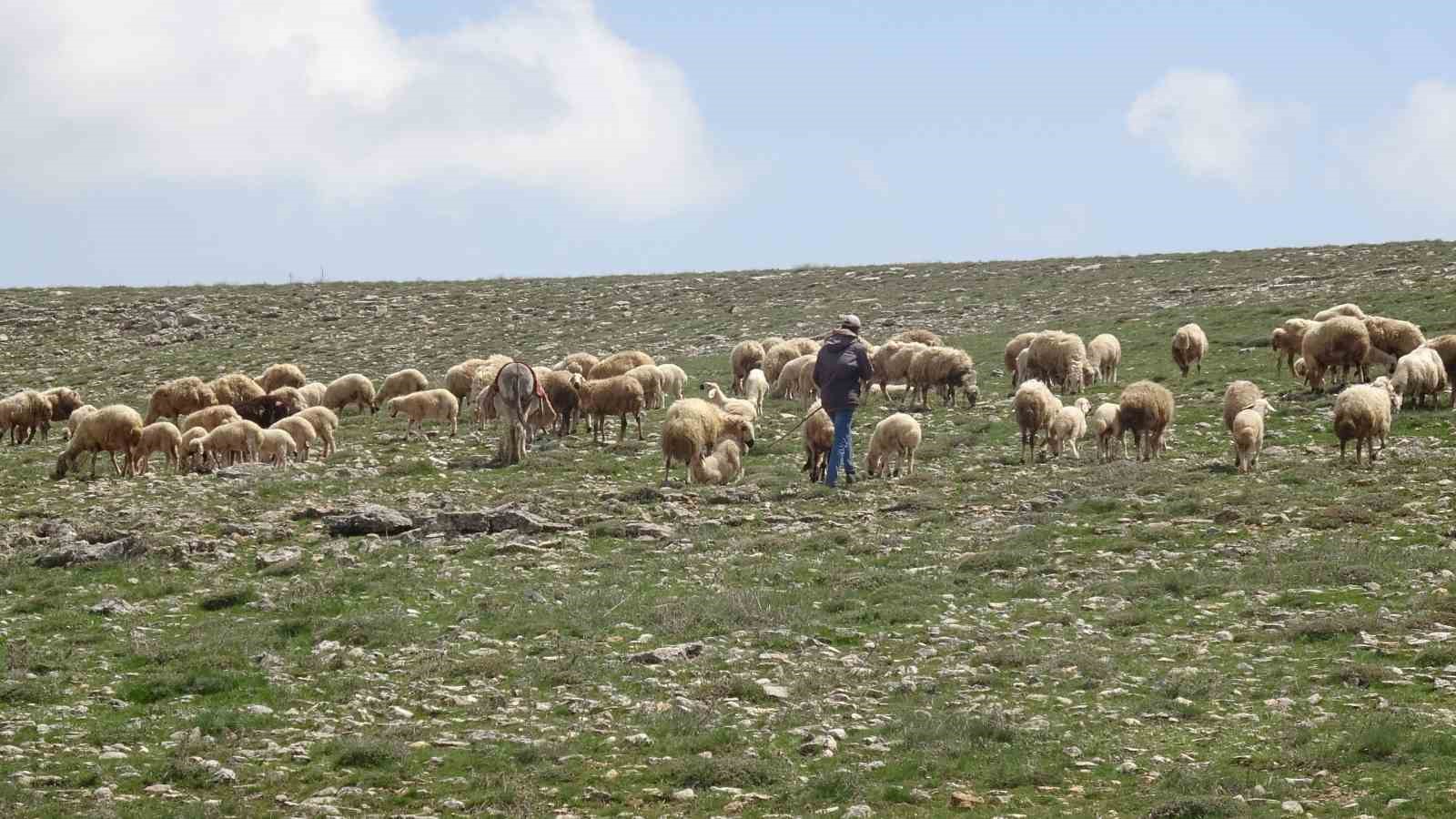 malatyada kucukbas hayvanlar meralarla bulustu 4 dEvlmrrg
