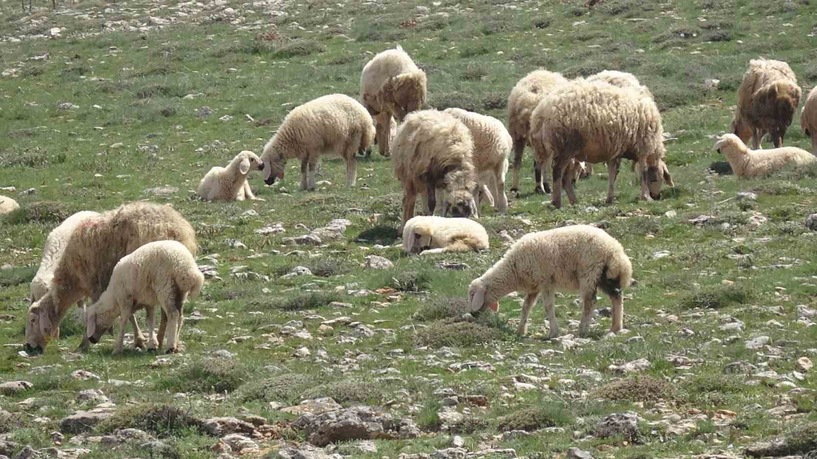 malatyada kucukbas hayvanlar meralarla bulustu 5 Pe914j1D