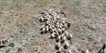 malatyada-kucukbas-hayvanlar-meralarla-bulustu-DbXGUFU5.jpg