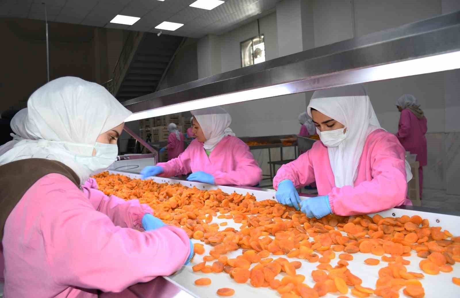 malatyada kuru kayisida 11 ayda 275 milyon dolar gelir elde edildi 0 sMZpOrzn