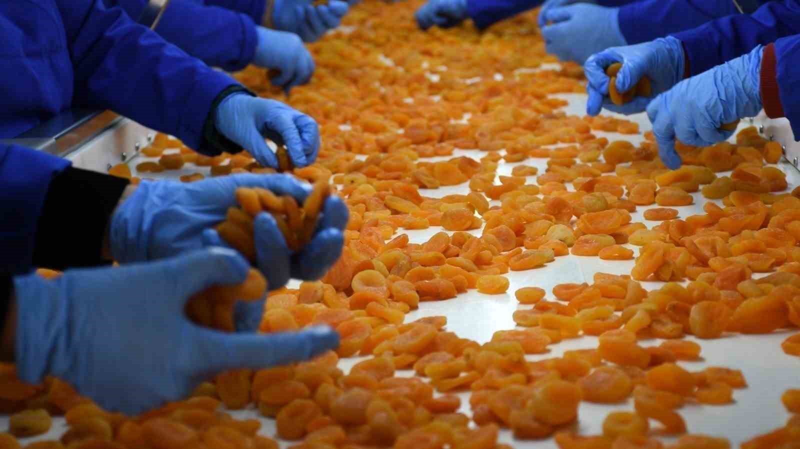 malatyada kuru kayisida 11 ayda 275 milyon dolar gelir elde edildi 2 rlAKblyb