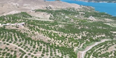 malatyada-sari-altin-hasadi-basladi-ilk-urunler-avrupa-yolunda-l25KVLQP.jpg