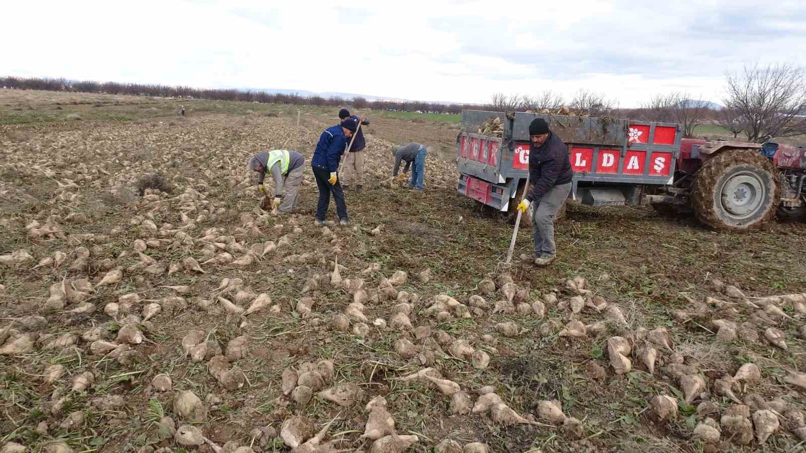 malatyada seker pancarinda yuksek verim ciftcinin yuzunu guldurdu 4 3qTlYWWX