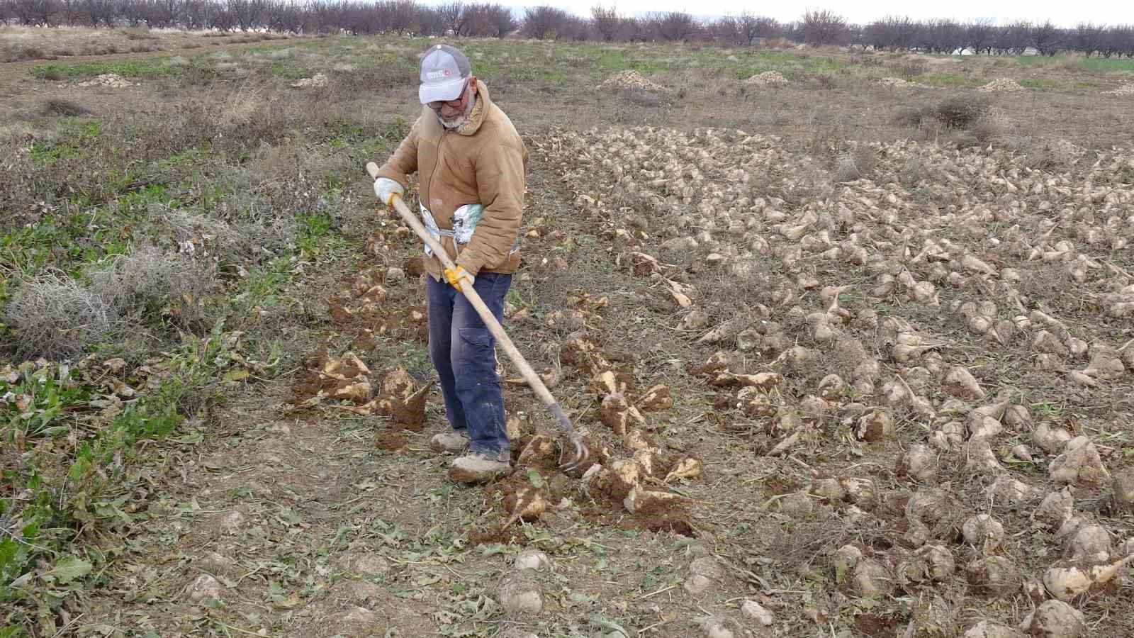 malatyada seker pancarinda yuksek verim ciftcinin yuzunu guldurdu 5 AbERDa2Z