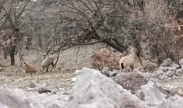 malatyada suru halindeki yaban kecileri goruntulendi 0 WVHQ3n2D