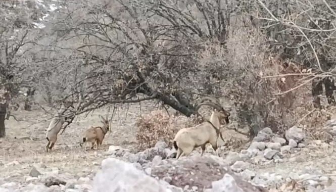 malatyada suru halindeki yaban kecileri goruntulendi 1 RHNg4HgL