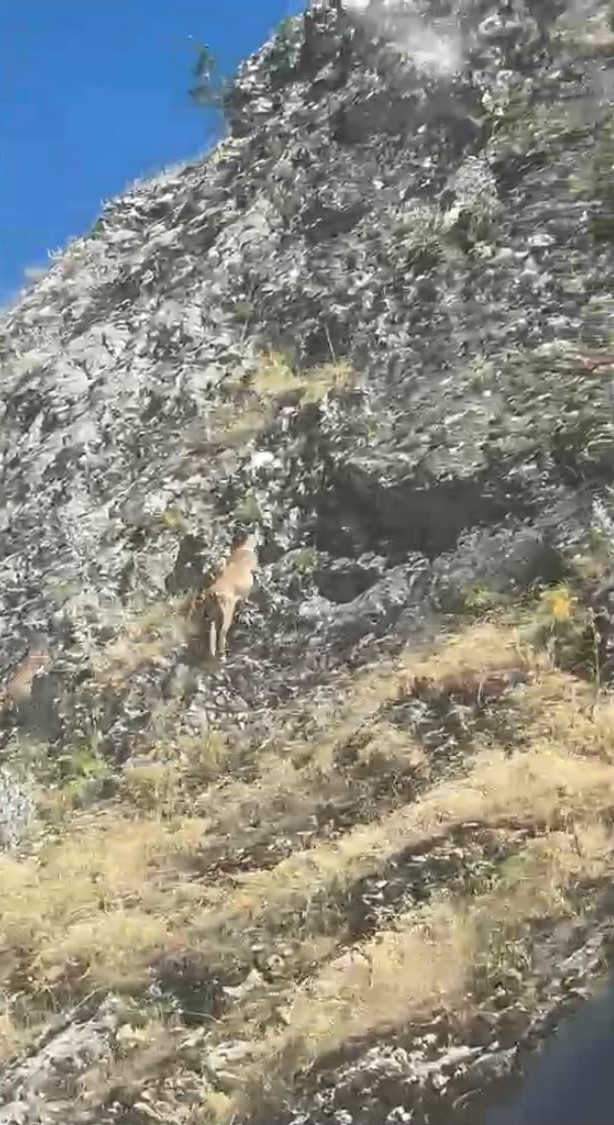 Malatya’da yaban keçileri karayolunda görüntülendi 4 malatyada yaban kecileri karayolunda goruntulendi 0 LfhyMwZg