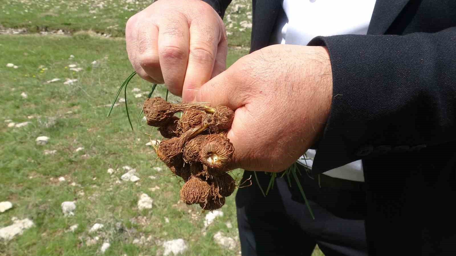 malatyada yuksek rakimli bolgelerde cigdem mesaisi 4 41UNtMPH