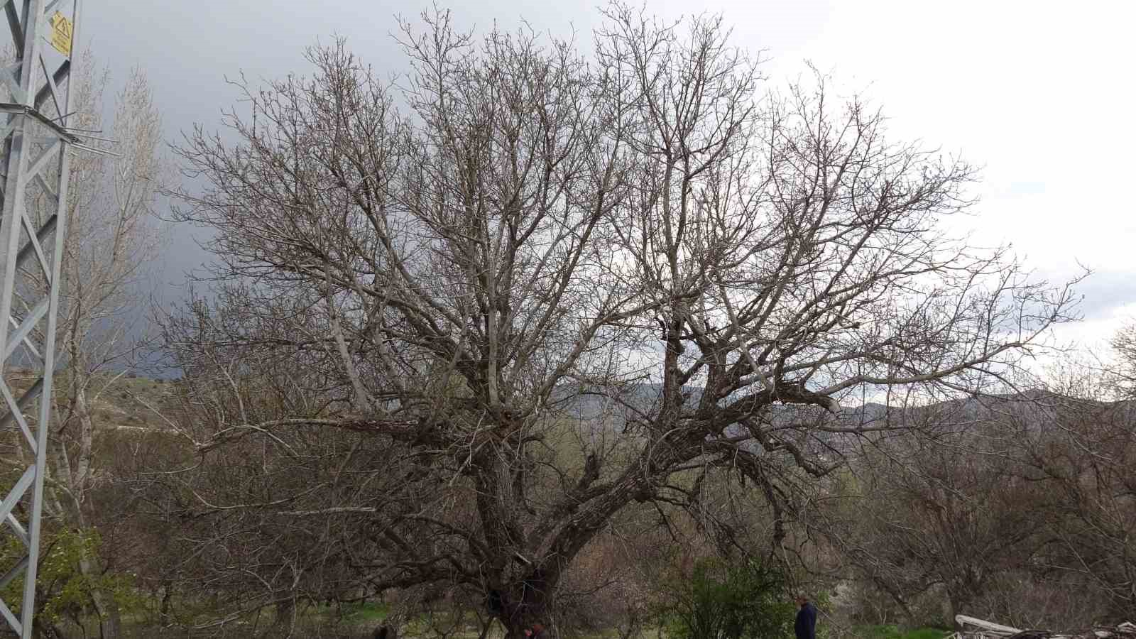 malatyadaki 270 yillik ceviz agaci zamana direniyor 5