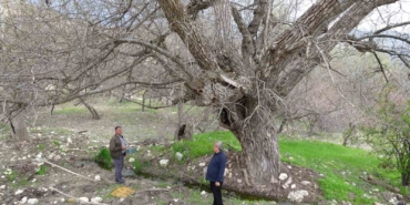 malatyadaki-270-yillik-ceviz-agaci-zamana-direniyor-LCRnhXm4.jpg