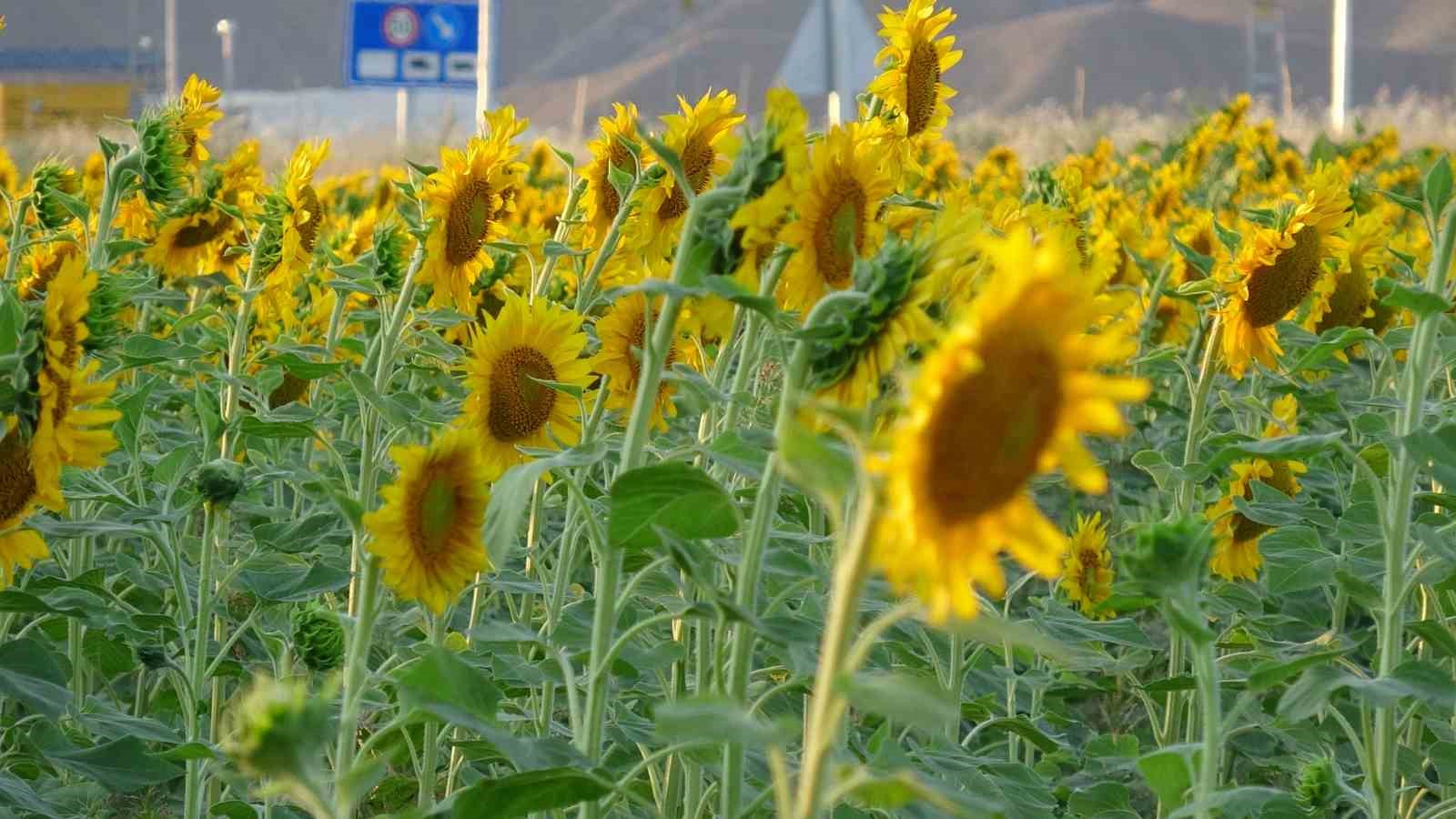 malatyanin cerezlik aycicegi ussunde hasat icin geri sayim 1