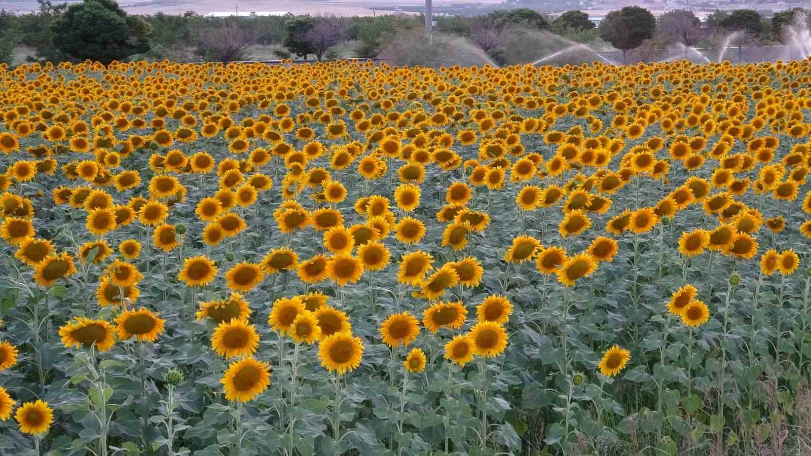 malatyanin cerezlik aycicegi ussunde hasat icin geri sayim 4 2mDaSDK1