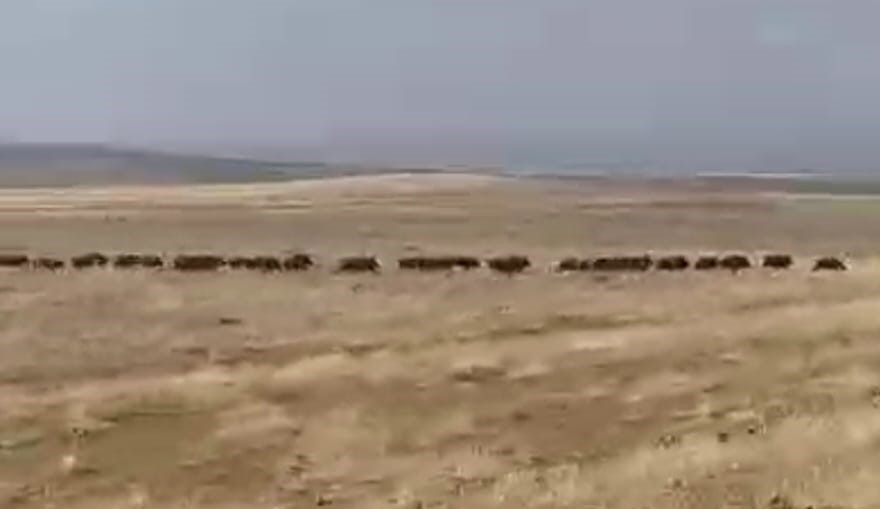 malazgirtte domuz surusu goruntulendi 3 bBzpnmHi