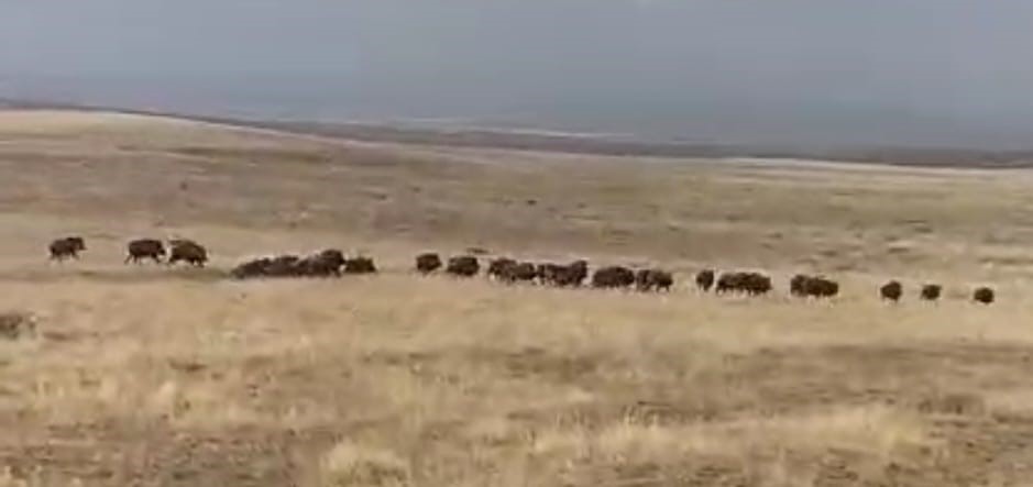 malazgirtte domuz surusu goruntulendi 4