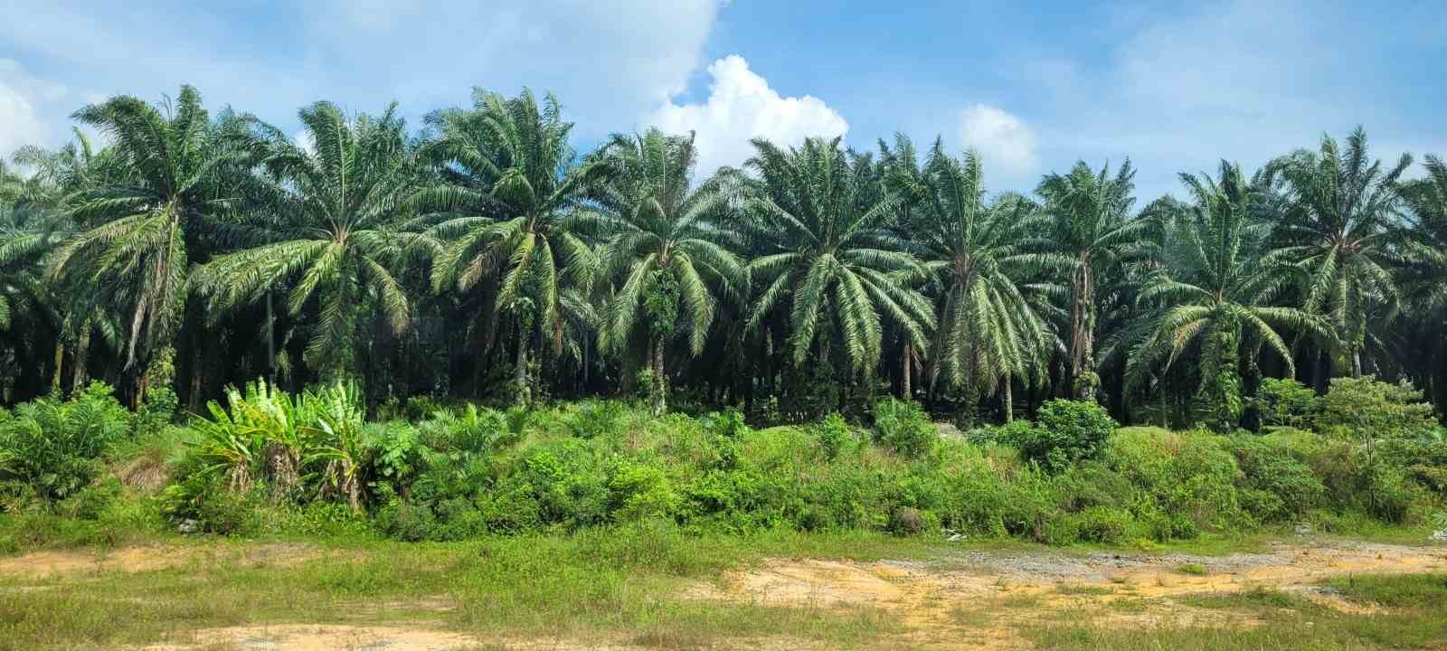 malezya ile abd arasinda palm yagi savasi 7 ZZ4PyOvK