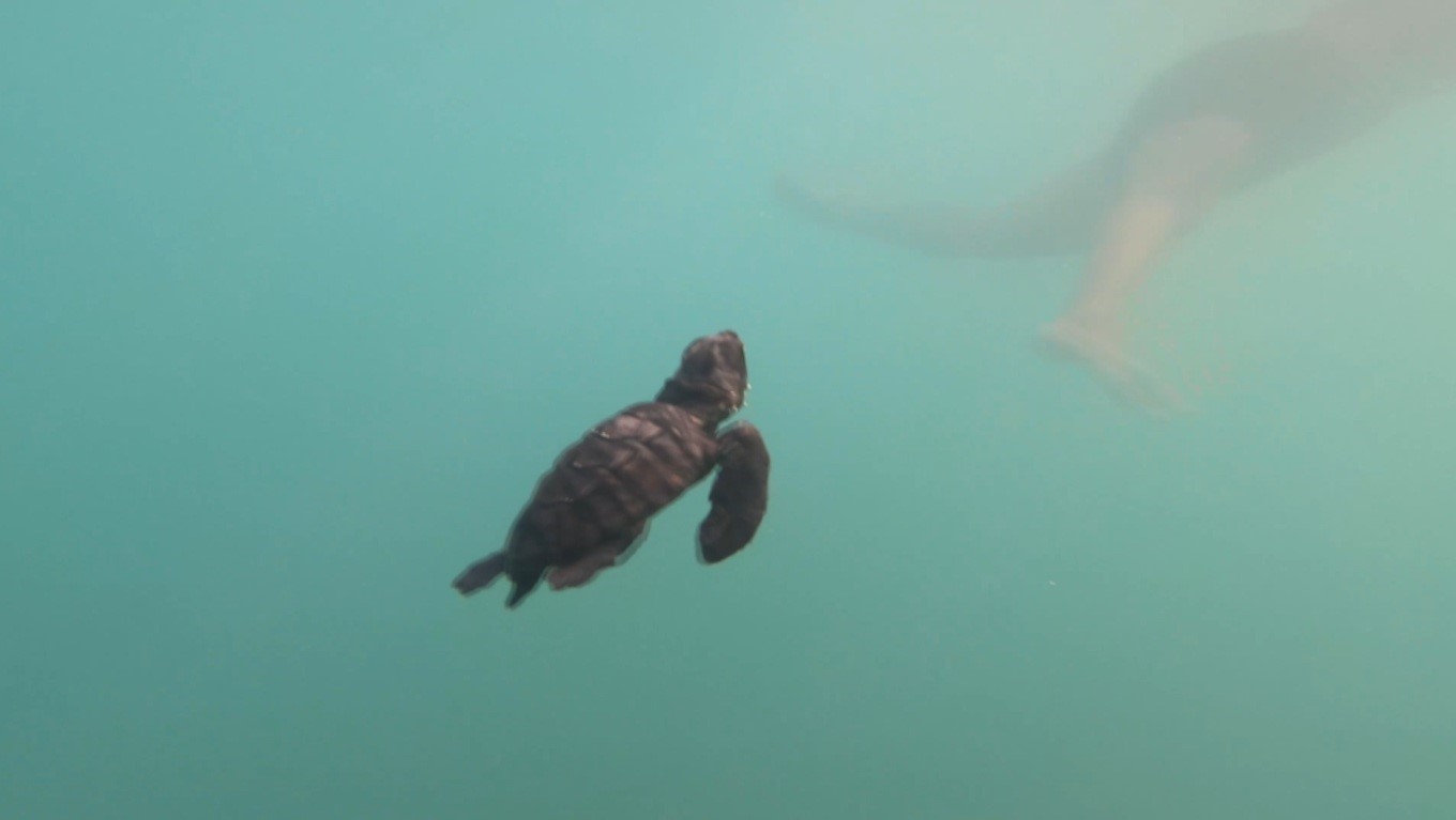 Manavgat’ta caretta caretta yavrularına koruma nöbeti 5 manavgatta caretta caretta yavrularina koruma nobeti 1 IiZySUGk