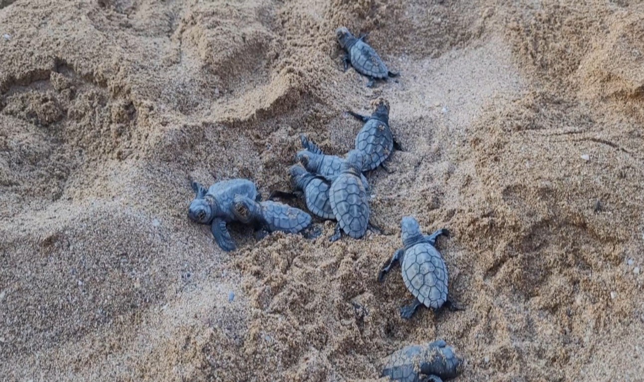 Manavgat’ta caretta caretta yavrularına koruma nöbeti 6 manavgatta caretta caretta yavrularina koruma nobeti 2 WhA7wdMv
