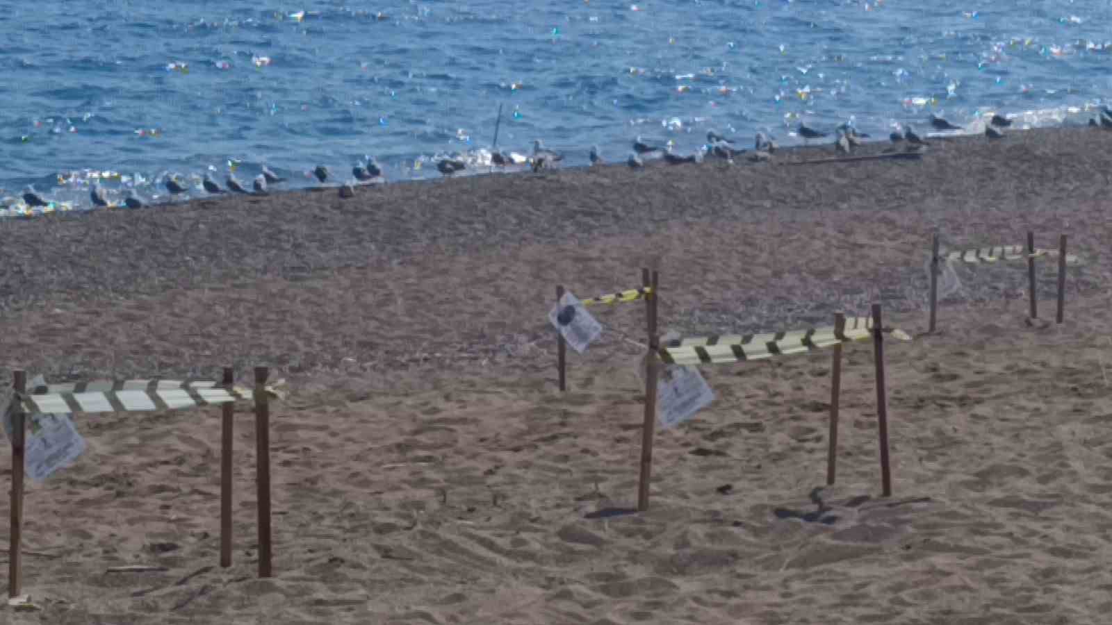 Manavgat’ta caretta caretta yavrularına koruma nöbeti 7 manavgatta caretta caretta yavrularina koruma nobeti 3 R6Ohvy8R