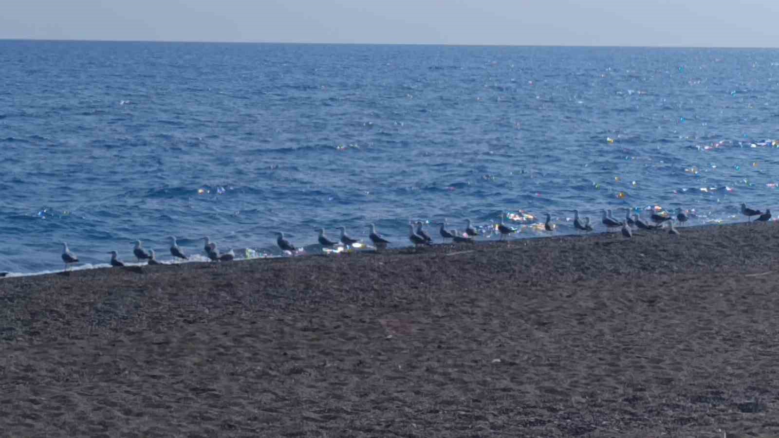 Manavgat’ta caretta caretta yavrularına koruma nöbeti 12 manavgatta caretta caretta yavrularina koruma nobeti 8 h3gE9Rce