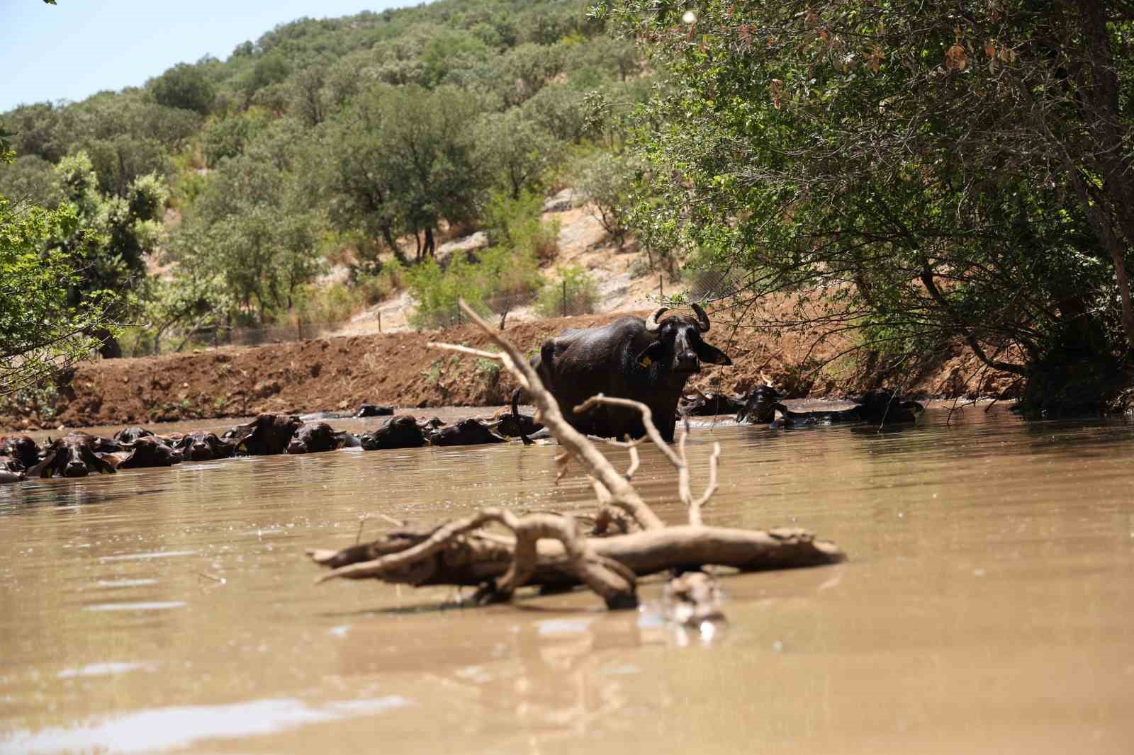 Mandalar kavurucu sıcaktan çamur ve su banyosuyla korunuyor 4 mandalar kavurucu sicaktan camur ve su banyosuyla korunuyor 0 Jawh4iIs