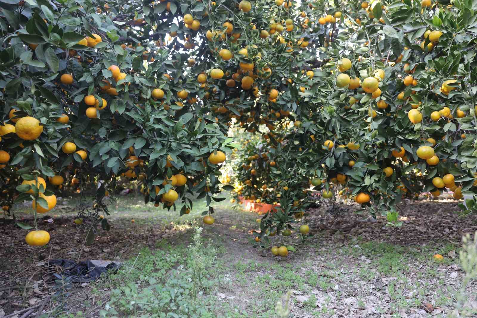 mandalinanin fiyati 2 tlye dusunce tonlarca urunu vatandaslara ucretsiz dagittilar 1 RRzqbbgf