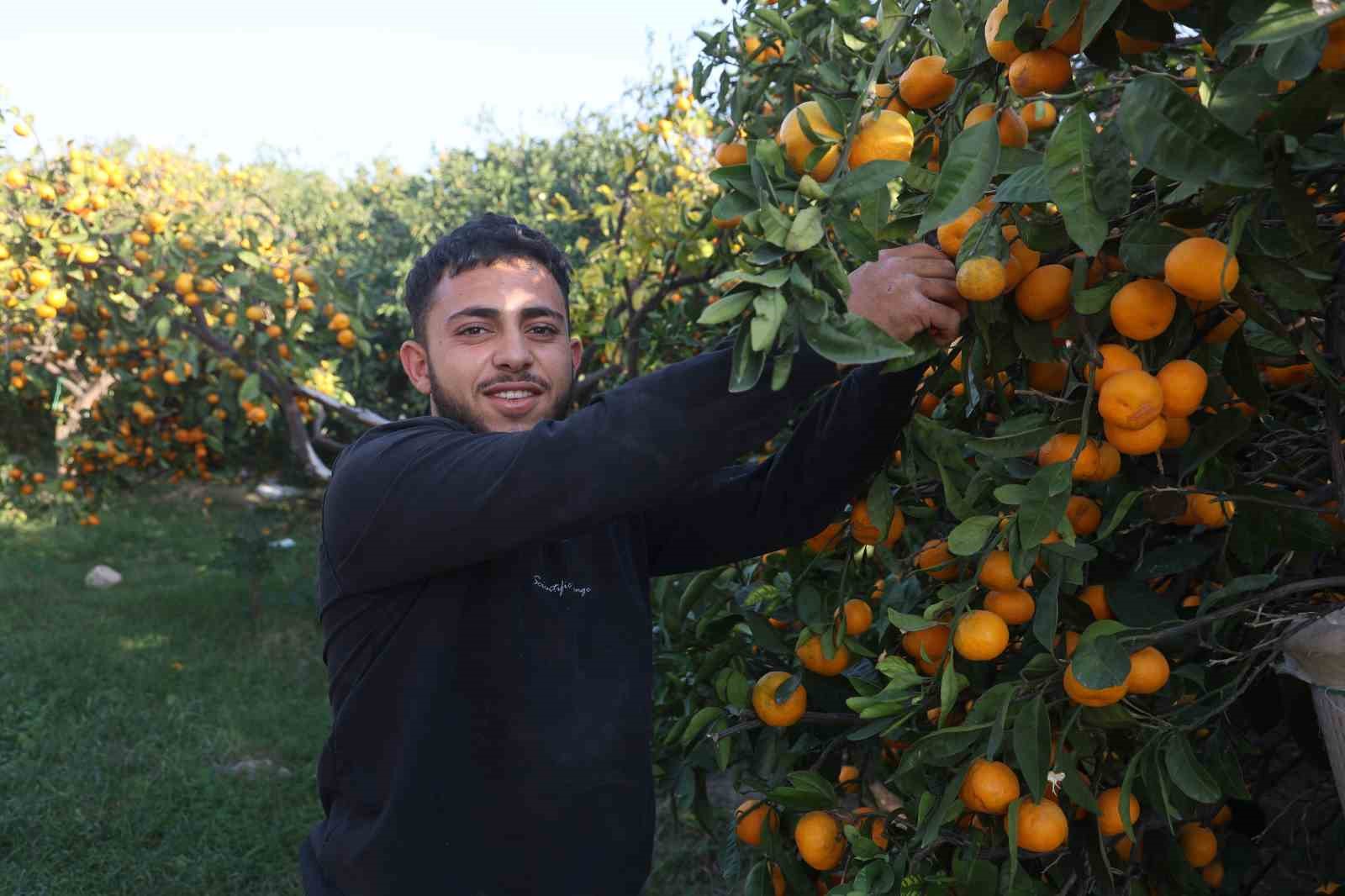 mandalinanin fiyati 2 tlye dusunce tonlarca urunu vatandaslara ucretsiz dagittilar 10 OLZBLySD