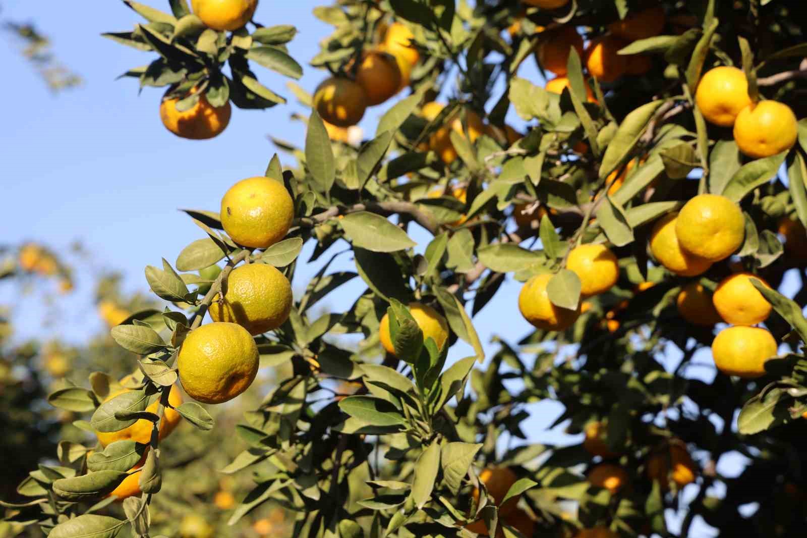 mandalinanin fiyati 2 tlye dusunce tonlarca urunu vatandaslara ucretsiz dagittilar 2 D97wvLUe