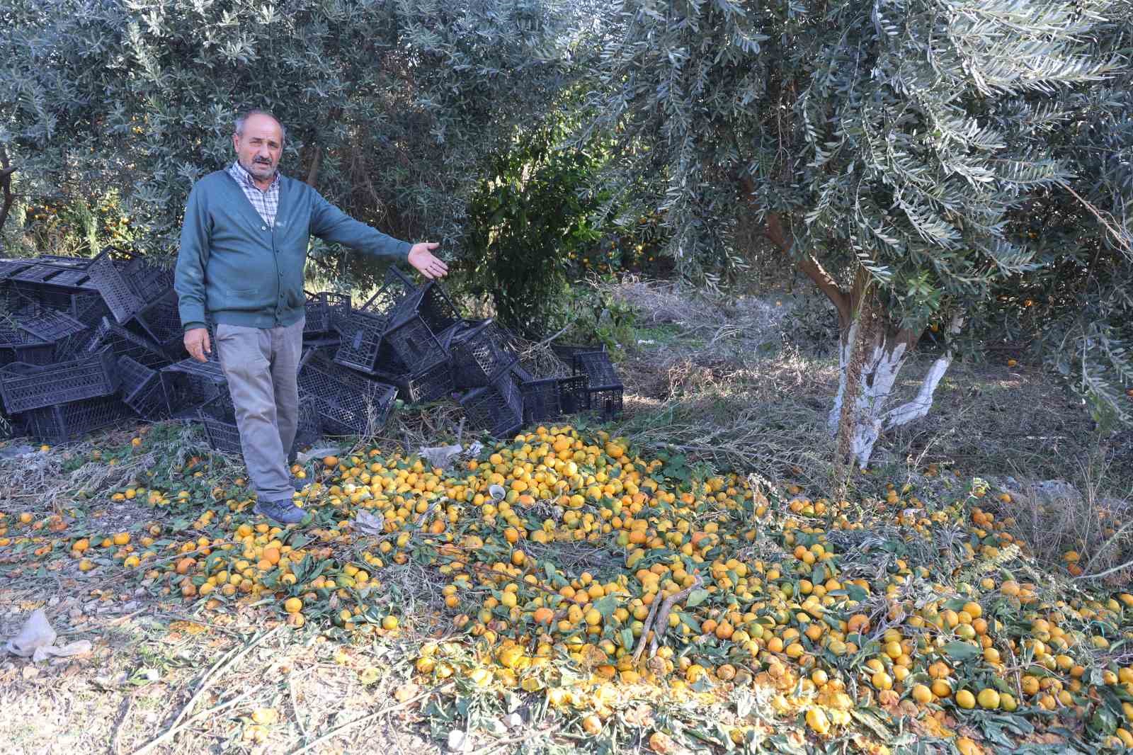 mandalinanin fiyati 2 tlye dusunce tonlarca urunu vatandaslara ucretsiz dagittilar 3 re7vqEvX