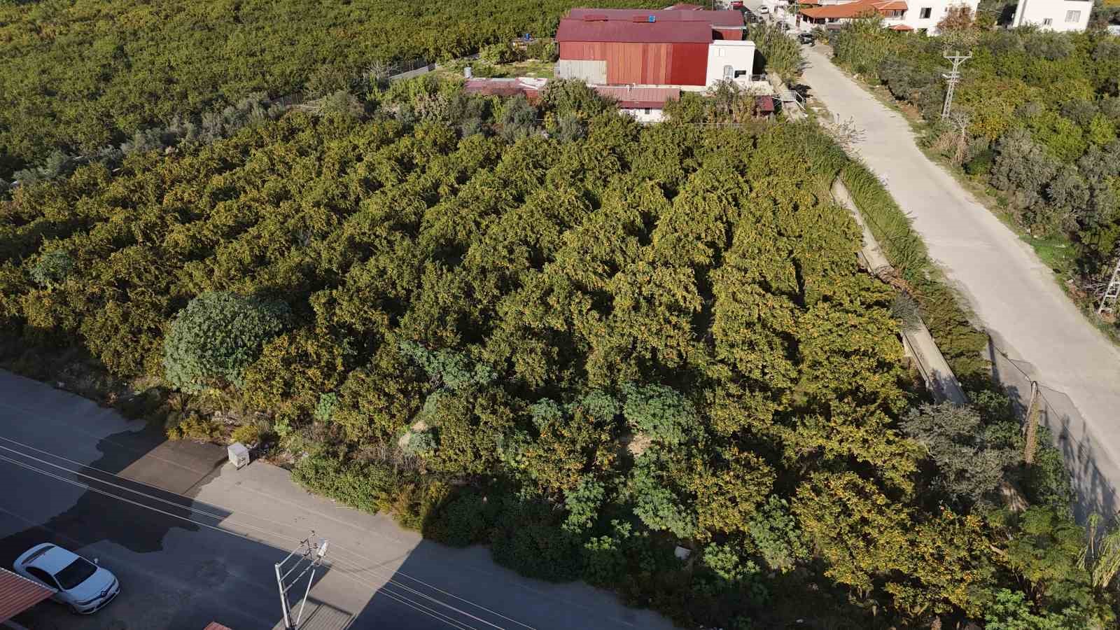 mandalinanin fiyati 2 tlye dusunce tonlarca urunu vatandaslara ucretsiz dagittilar 4 zWWeCNHe