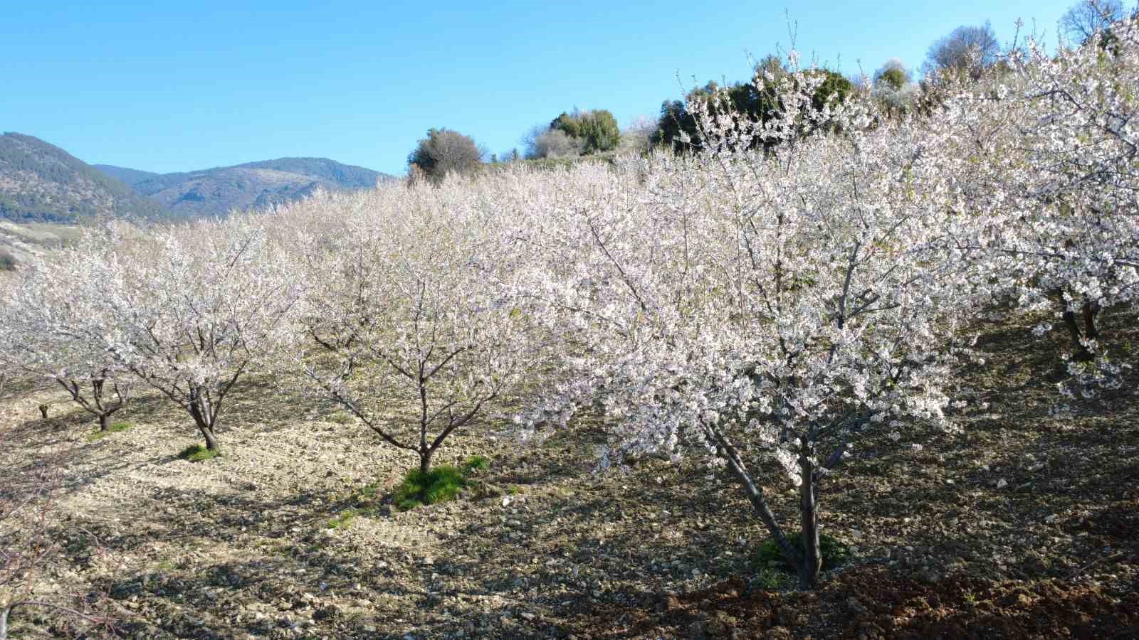 Manisa’da badem ağaçları çiçeklerle bezendi 6 manisada badem agaclari ciceklerle bezendi 2 U5sXee6T
