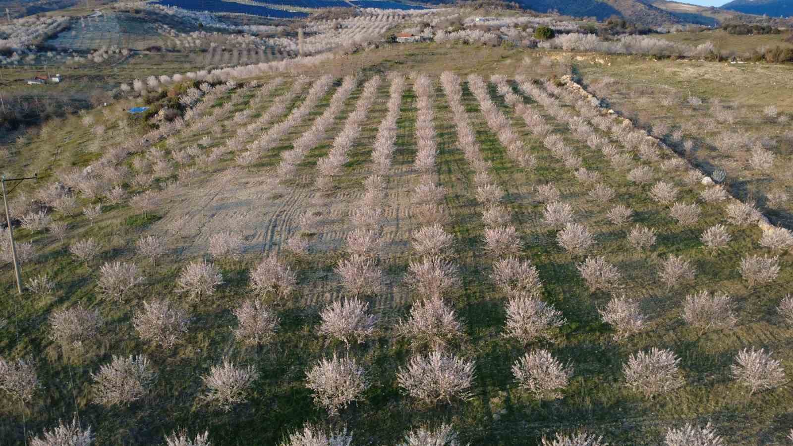 Manisa’da badem ağaçları çiçeklerle bezendi 7 manisada badem agaclari ciceklerle bezendi 3 Ghm8VXqL